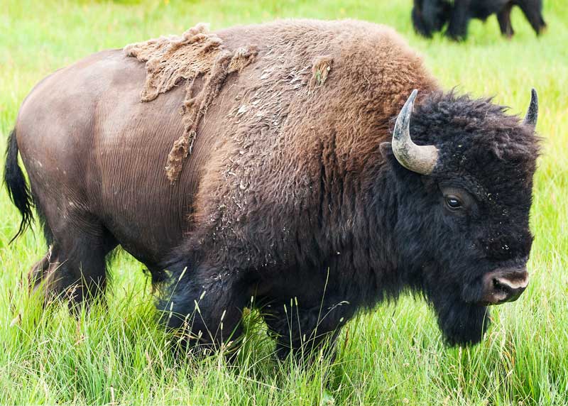 american bison beard
