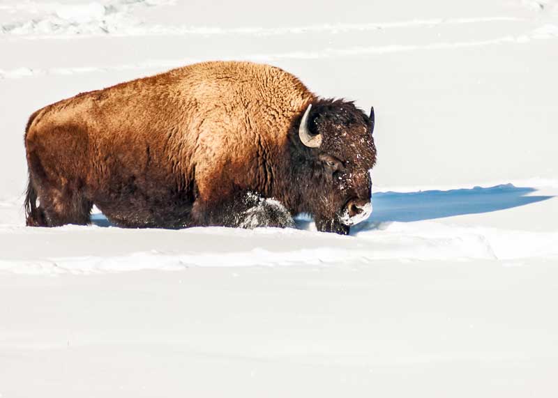 american bison in snow
