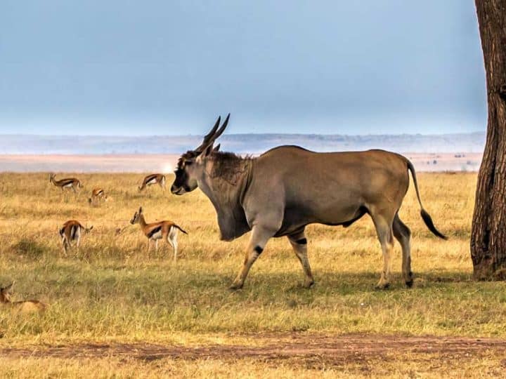 big african antelope