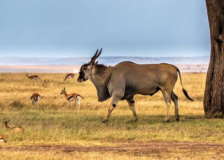 16 Biggest African Antelopes: Largest Species by Weight Storyteller