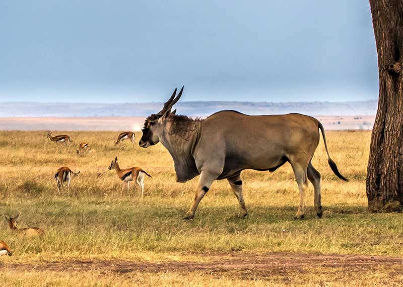 big african antelope