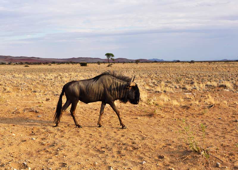 big antelope blue wildebeest