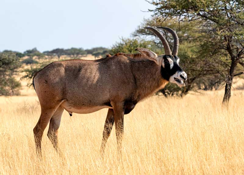 big roan antelope