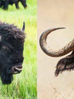 buffalo vs bison