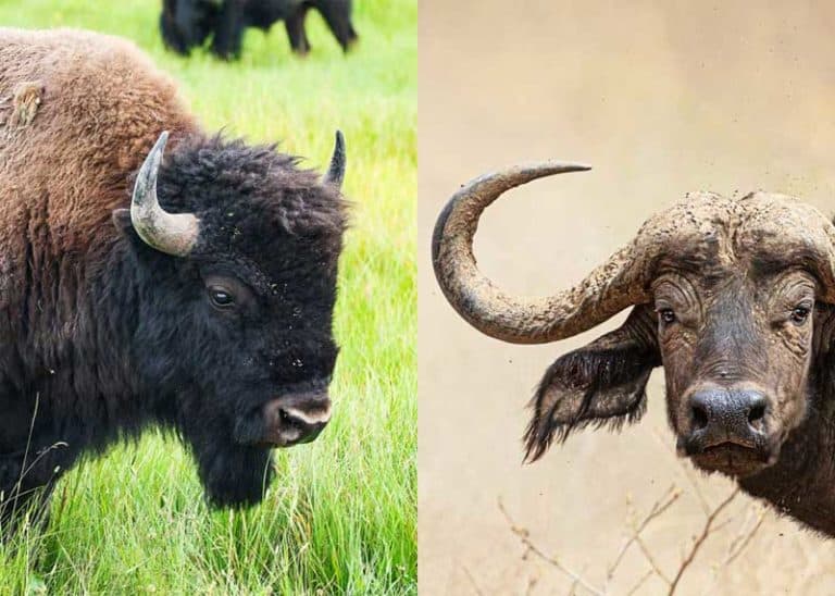 Buffalo vs Bison: 9 Differences Between 4 Species