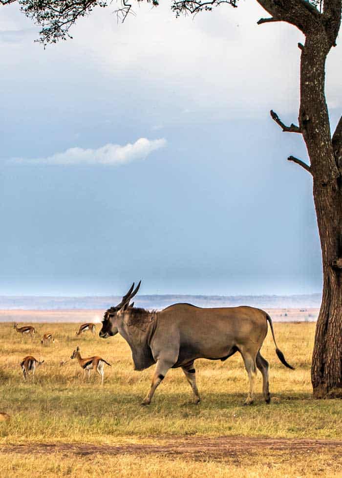 common eland africa