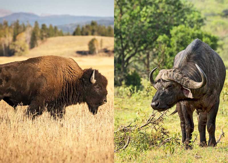 difference between bison and buffalo