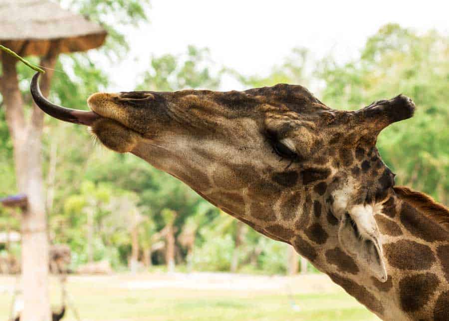 do giraffes have purple tongues