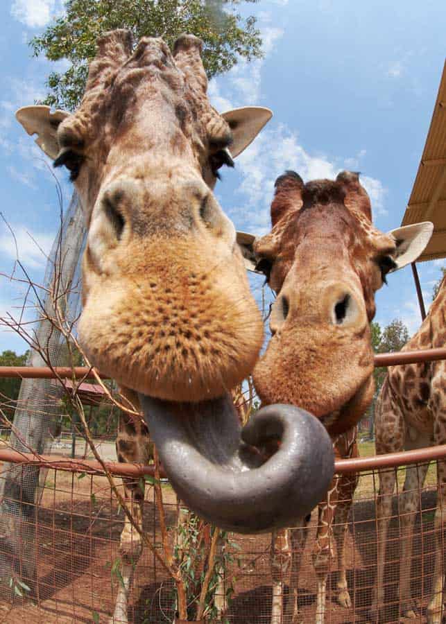 facts about giraffe tongues
