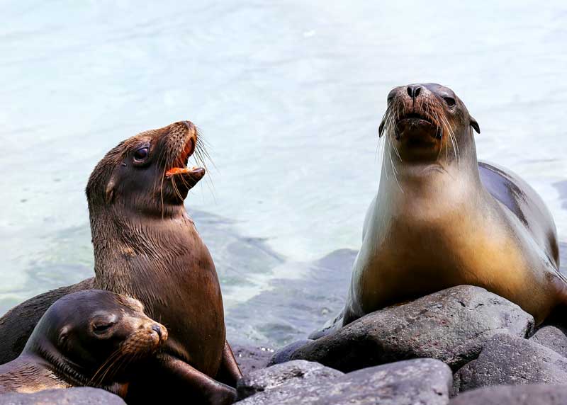 galapagos sea lion appearance
