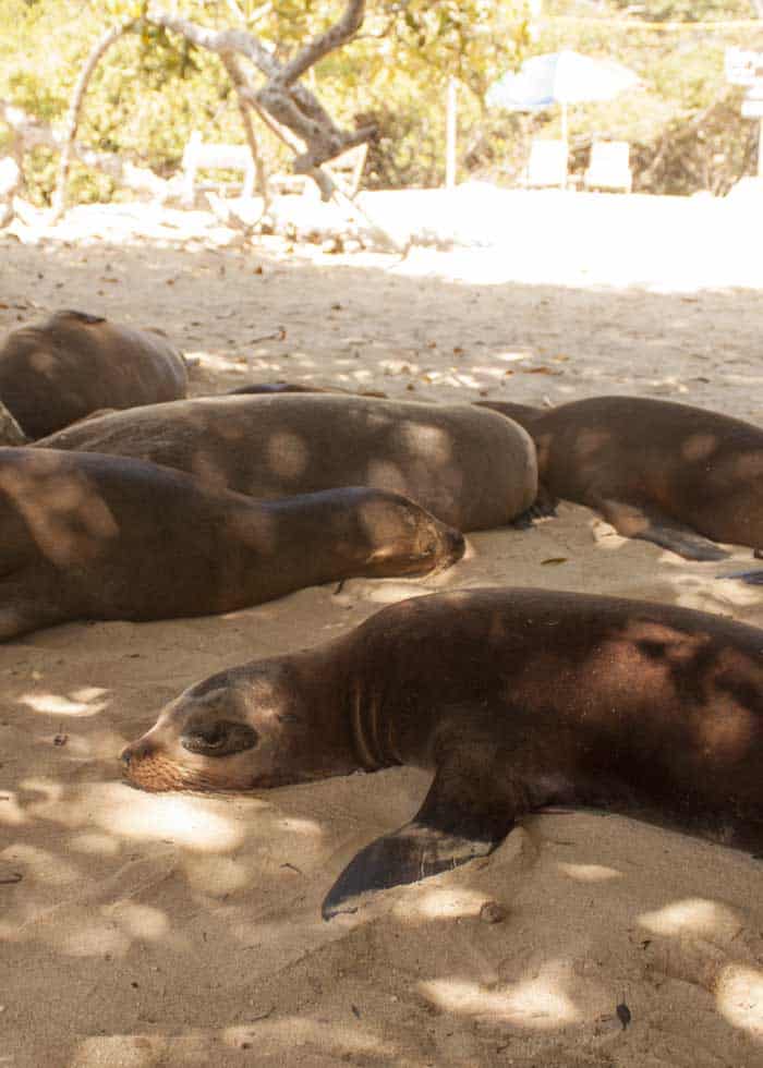 galapagos sea lions endangered