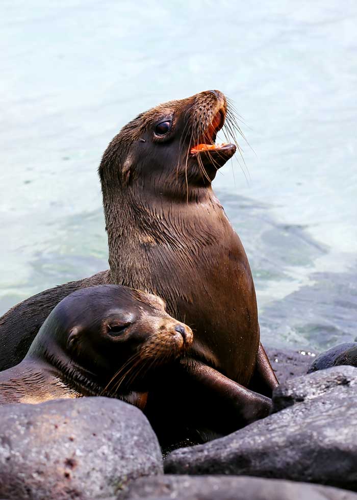 galapagos sea lions sunning