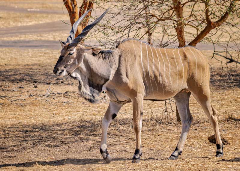 giant eland large african antelope