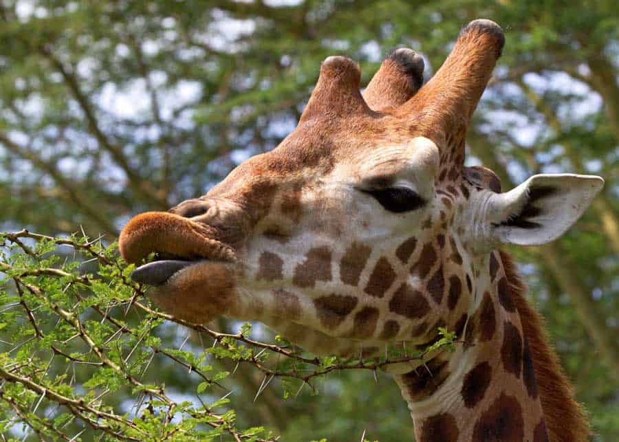 giraffe eating acacia leaves with tongue