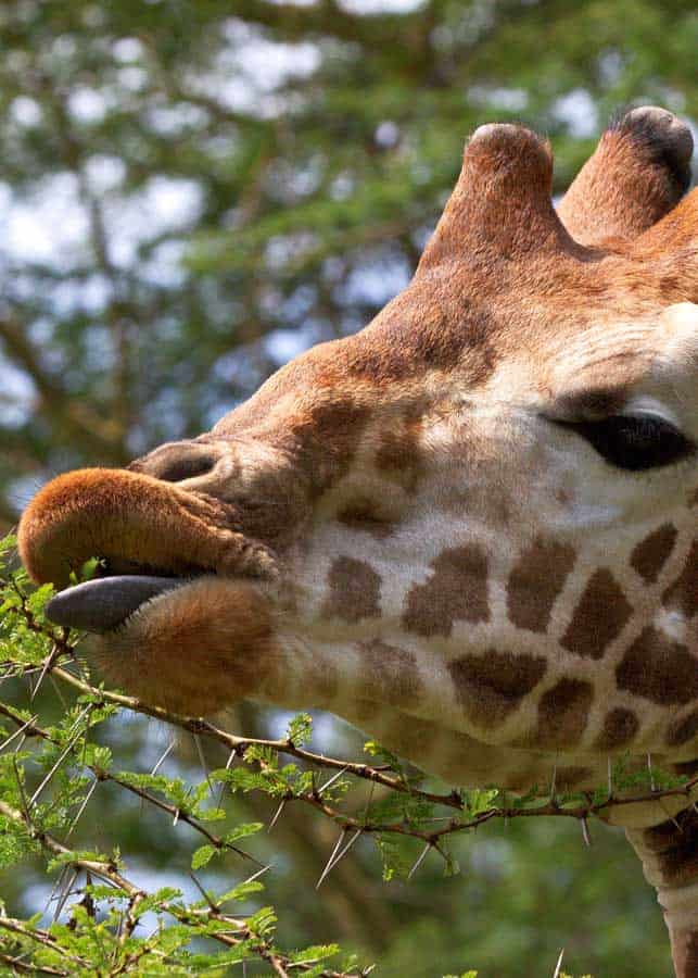 giraffe tongue acacia leaves