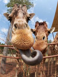 giraffe tongue facts