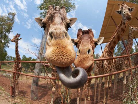 giraffe tongue facts