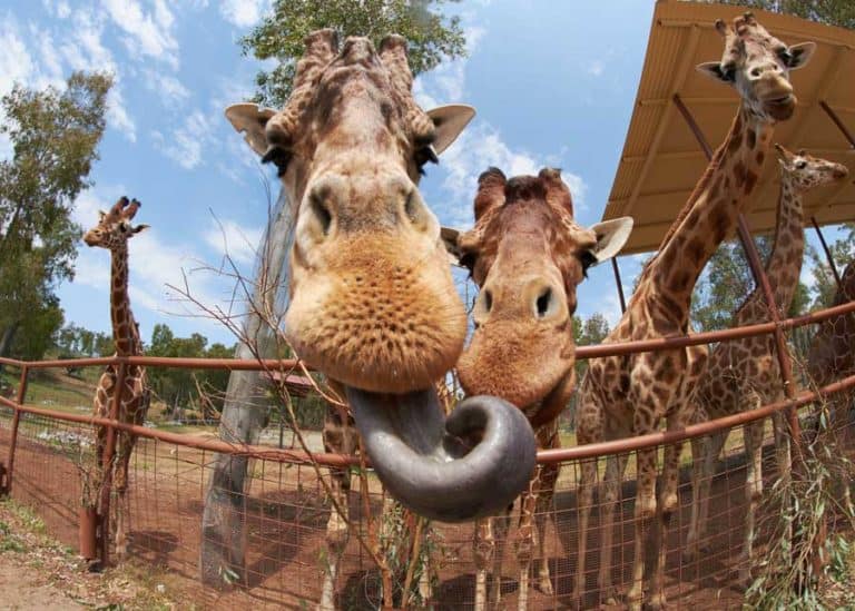 9 Giraffe Tongue Facts: Color, Length, 4 Features