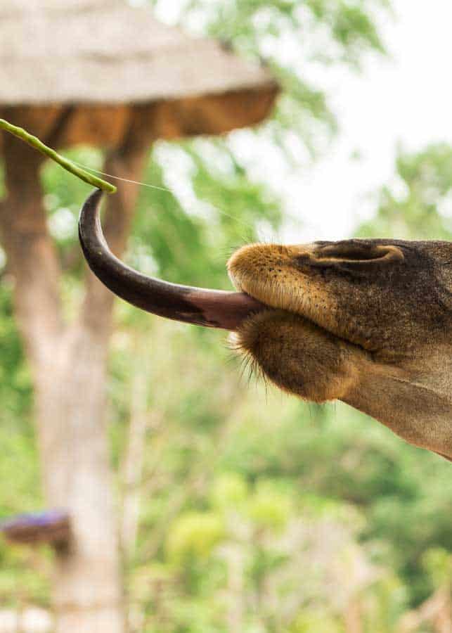 giraffe tongue