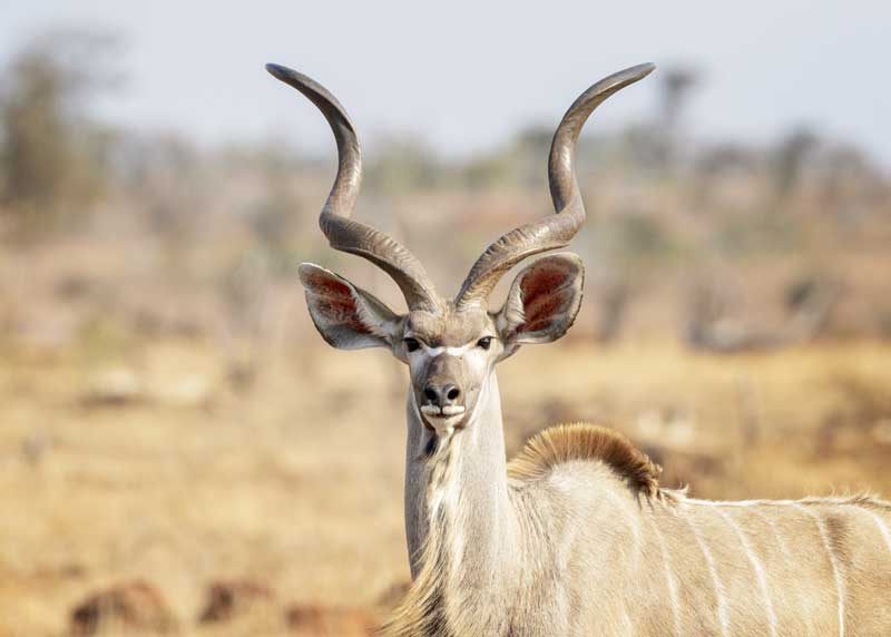 greater kudu antelope