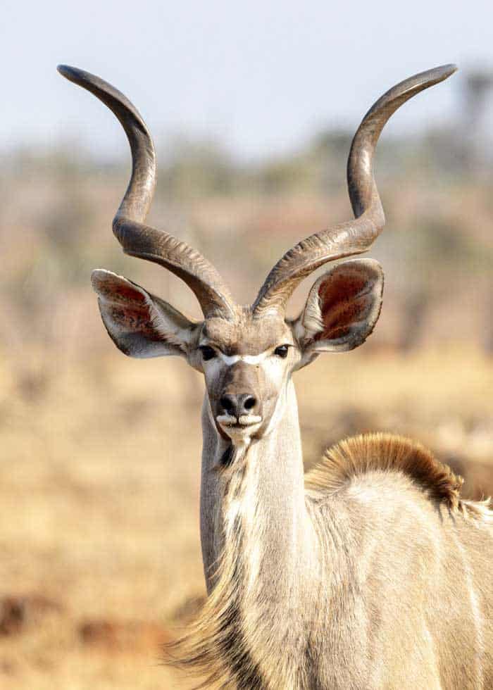 large african antelopes