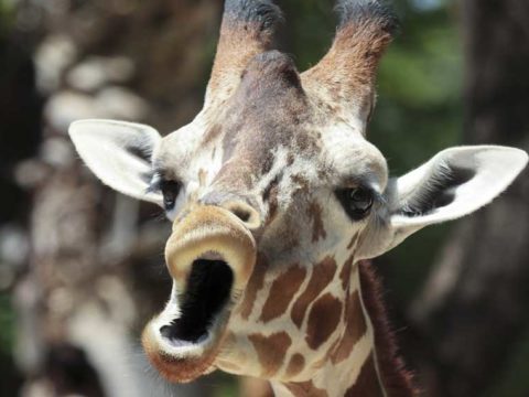 what sound does a giraffe make