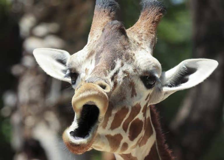 What Sound Does a Giraffe Make? Guide: 6 Giraffe Noises