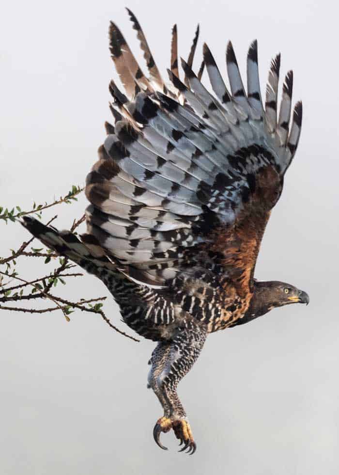african crowned eagle in flight
