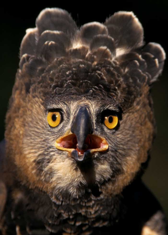 african crowned eagle