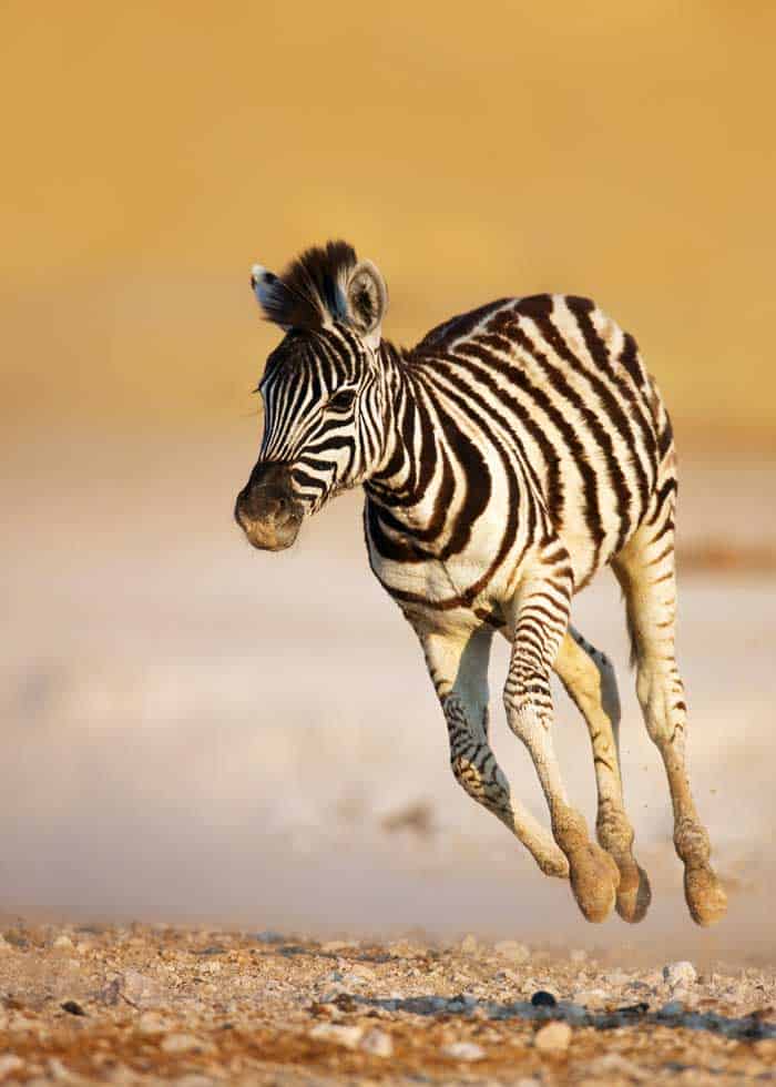 baby zebra running