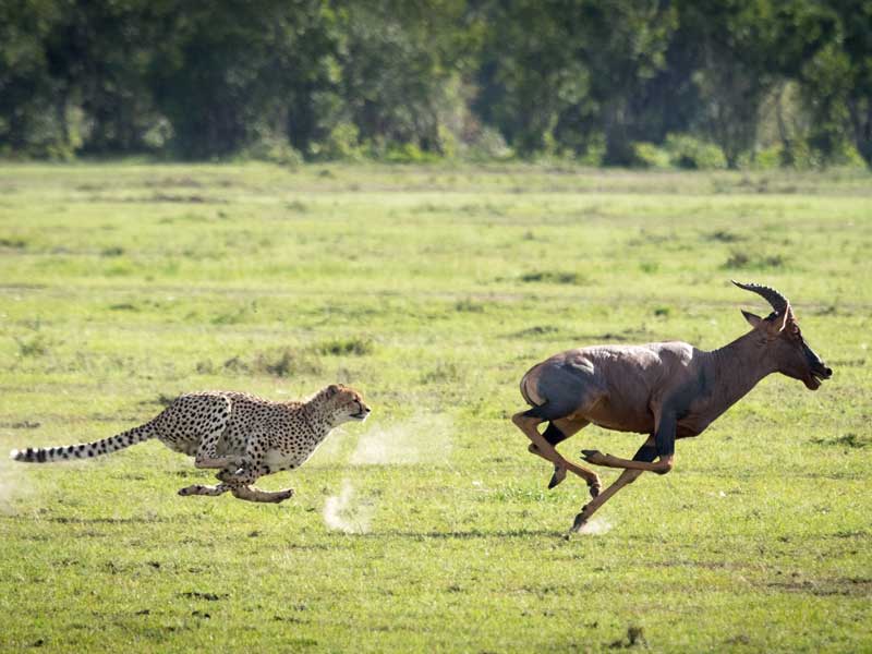 cheetah hunting speed
