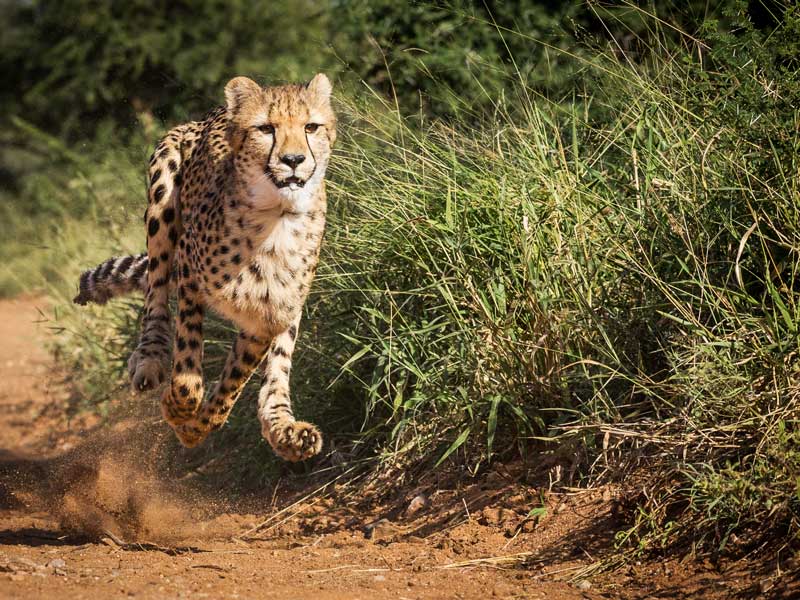 cheetah top speed