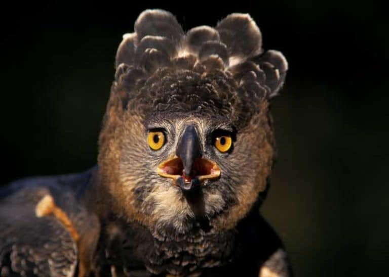 21 Crowned Eagle Facts: Guide to Africa’s Strongest Eagle
