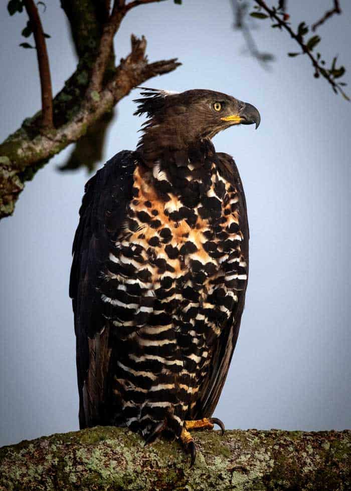 crowned eagle size
