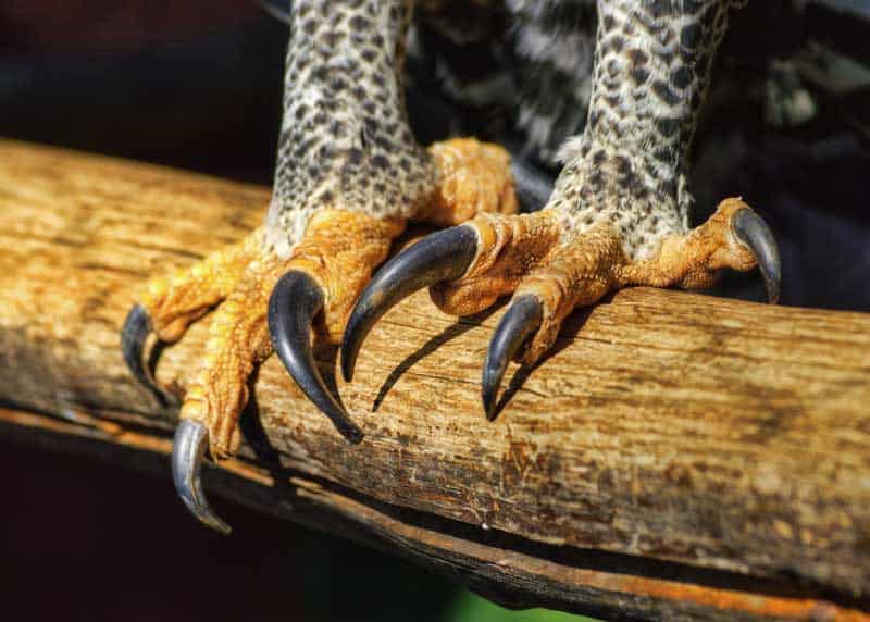 crowned eagle talons