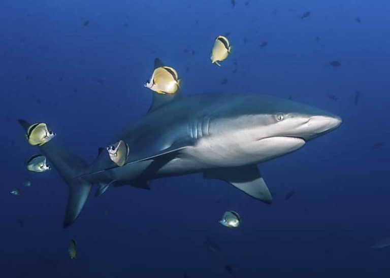 17 Galapagos Shark Facts (Diet, Size, Attacks, Range)