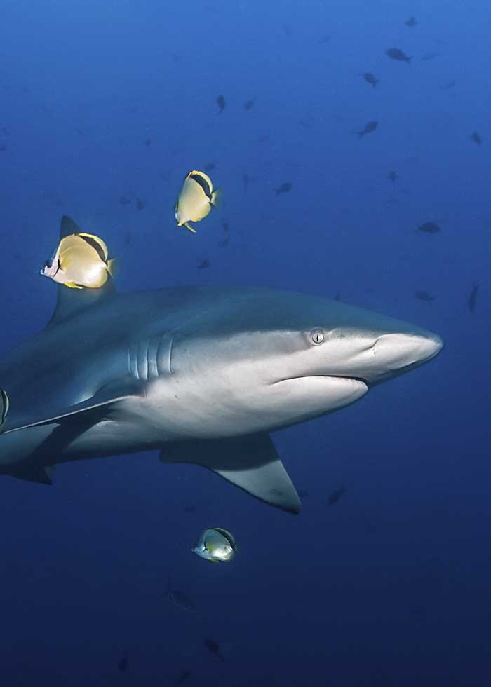 galapagos shark size