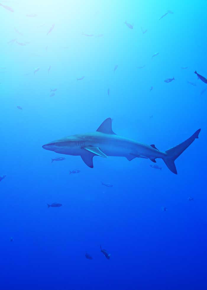 galapagos sharks