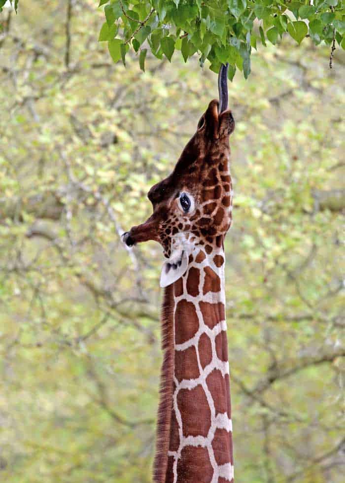 giraffe eats leaves