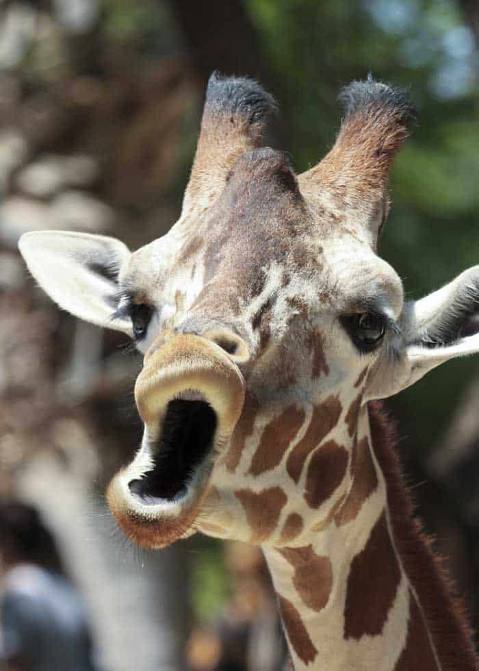 giraffe noise