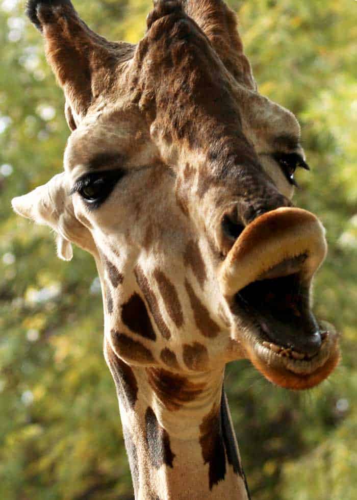 What Song Does The Giraffe Sing In Sing