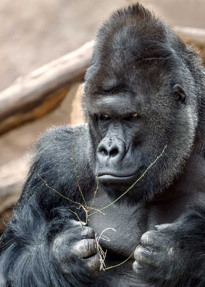 fællesskab Periodisk akademisk Why do Gorillas Beat Their Chest? 4 Reasons | Storyteller Travel