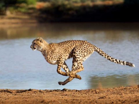 how fast can a cheetah run