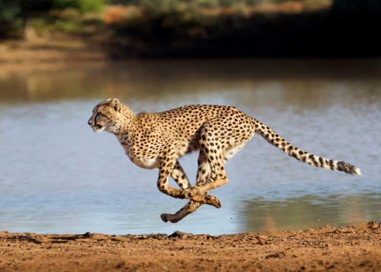 How Fast Can a Cheetah Run? Top Speed, 6 Unique Features