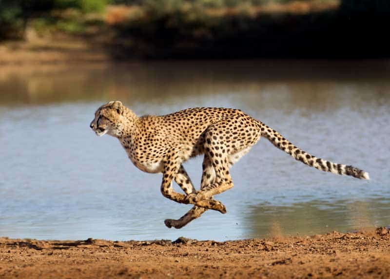 How Fast Can a Cheetah Run? Top Speed, 6 Unique Features | Storyteller  Travel