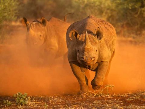 how fast can a rhino run