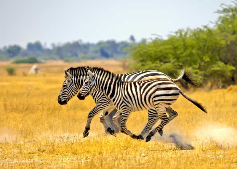 how fast can a zebra run