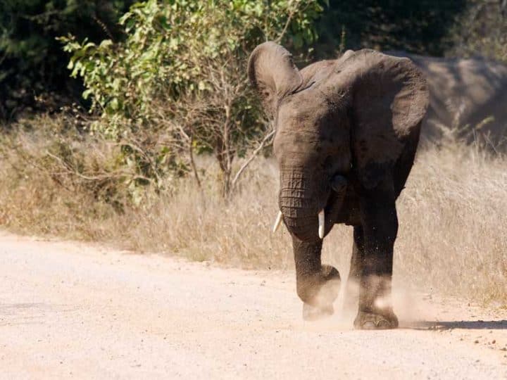how fast can an elephant run