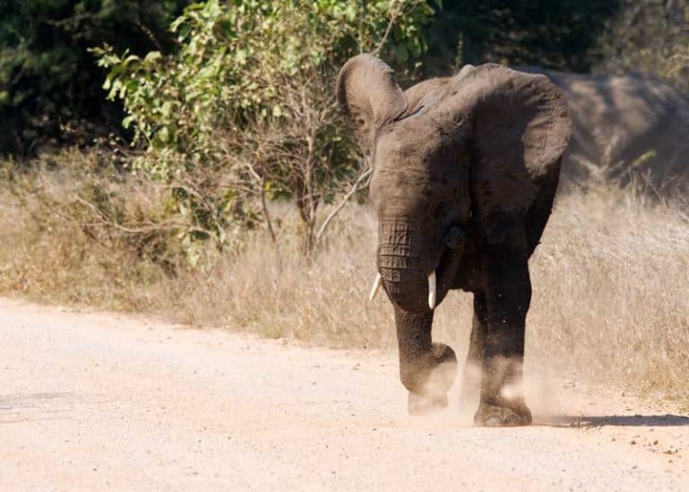 How Fast Can an Elephant Run? Speed of All Species