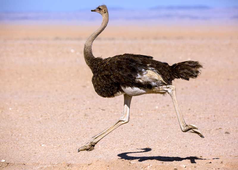 how fast can an ostrich run